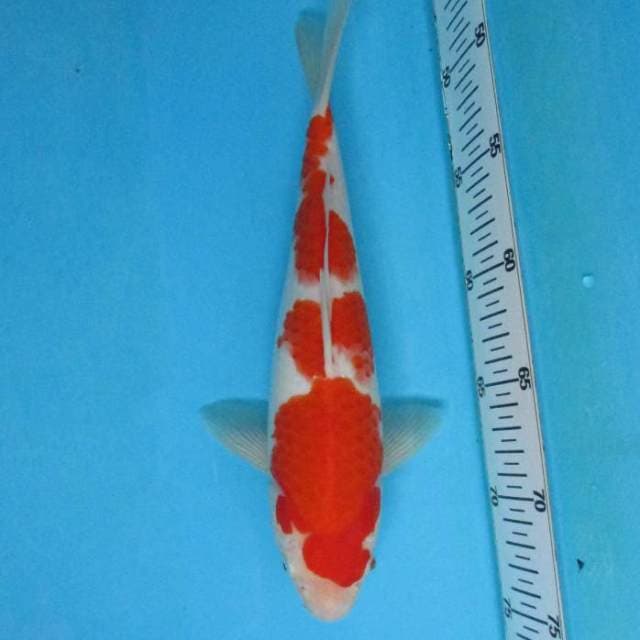 KOHAKU F1_PROSPECT JUMBO