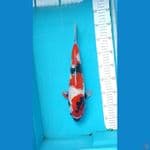 Showa Female size 35 cm