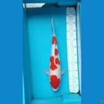 Kohaku Female size 42 cm