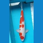 Maruten Kohaku Male size 44 cm