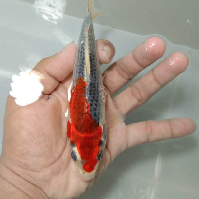 Goshiki 17cm, pedezz