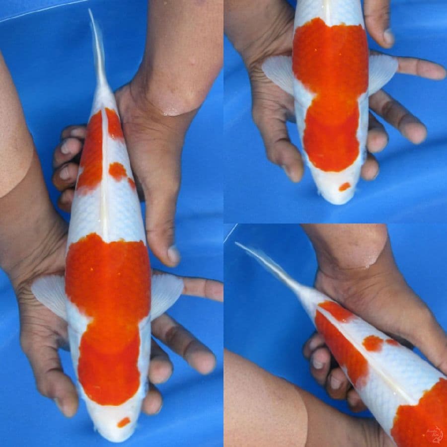 31cm , Kohaku Male