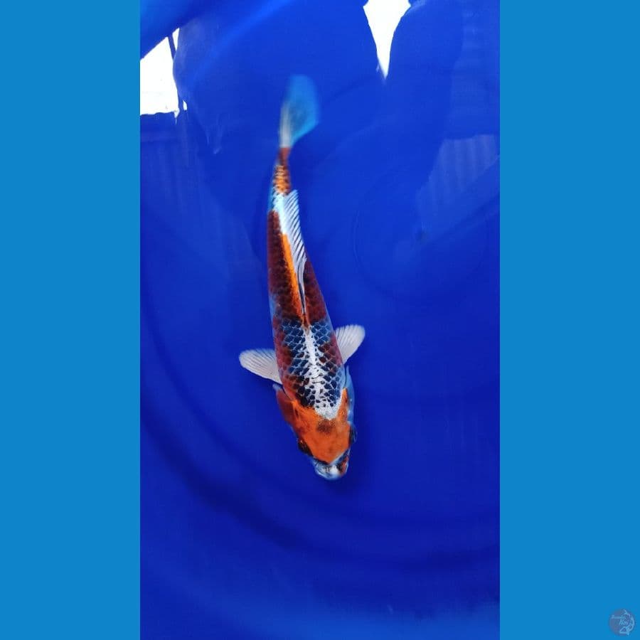 KUJAKU