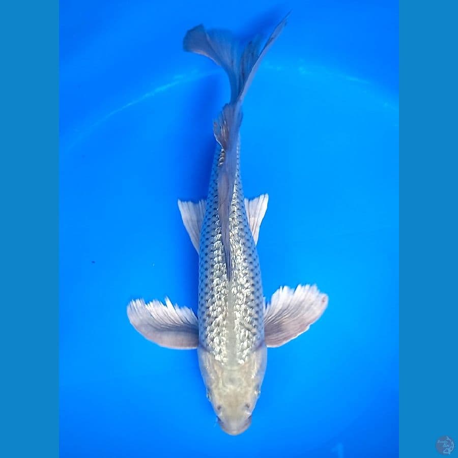 KUMPAI SORAGOI GINRIN 38CM MALE