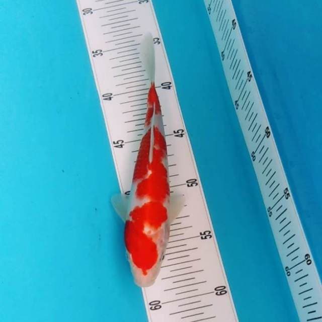 Original kohaku 