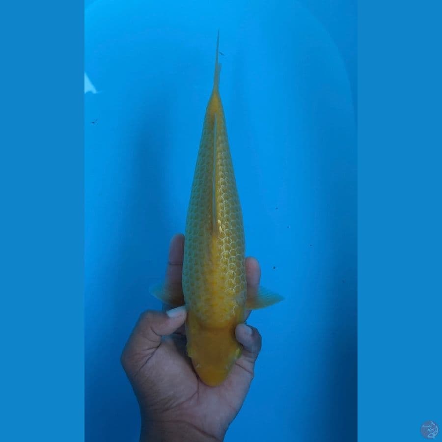 Karashi 30bu