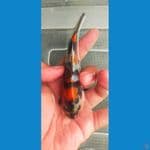 showa sansoku SQ size 12 bu