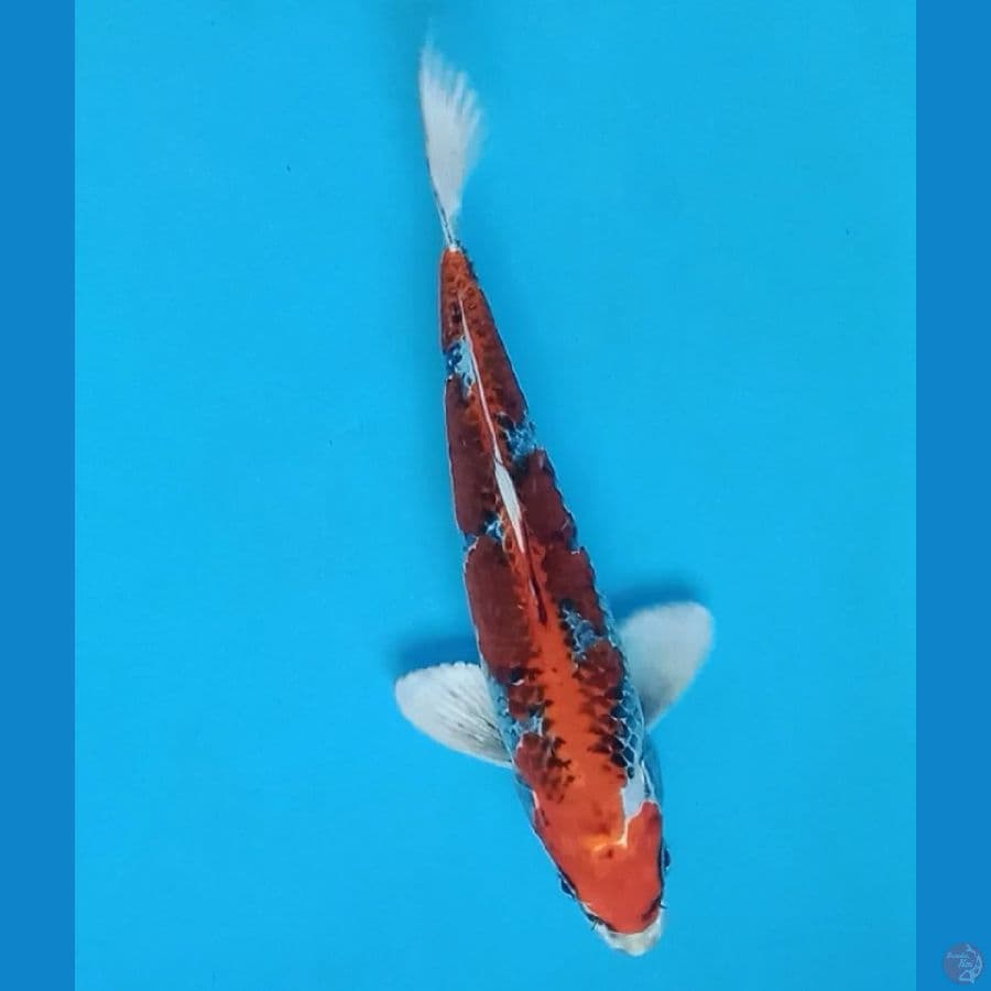 kujaku