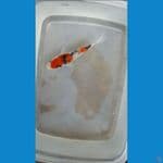 bahan keep sanke 10cm