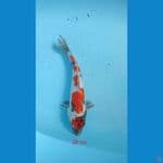 showa 28 cm 