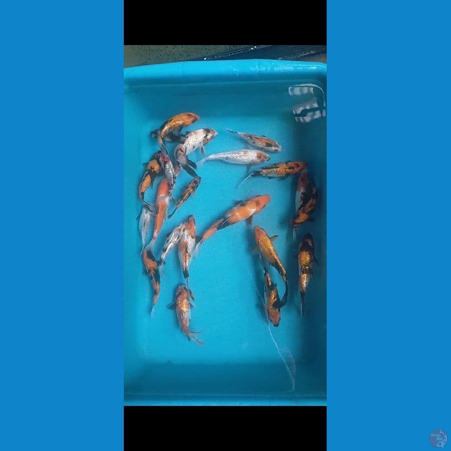 showa shiro gindrin mix sisik 22 ekor,size 12-17 cm