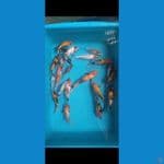 showa shiro gindrin mix sisik 22 ekor,size 12-17 cm