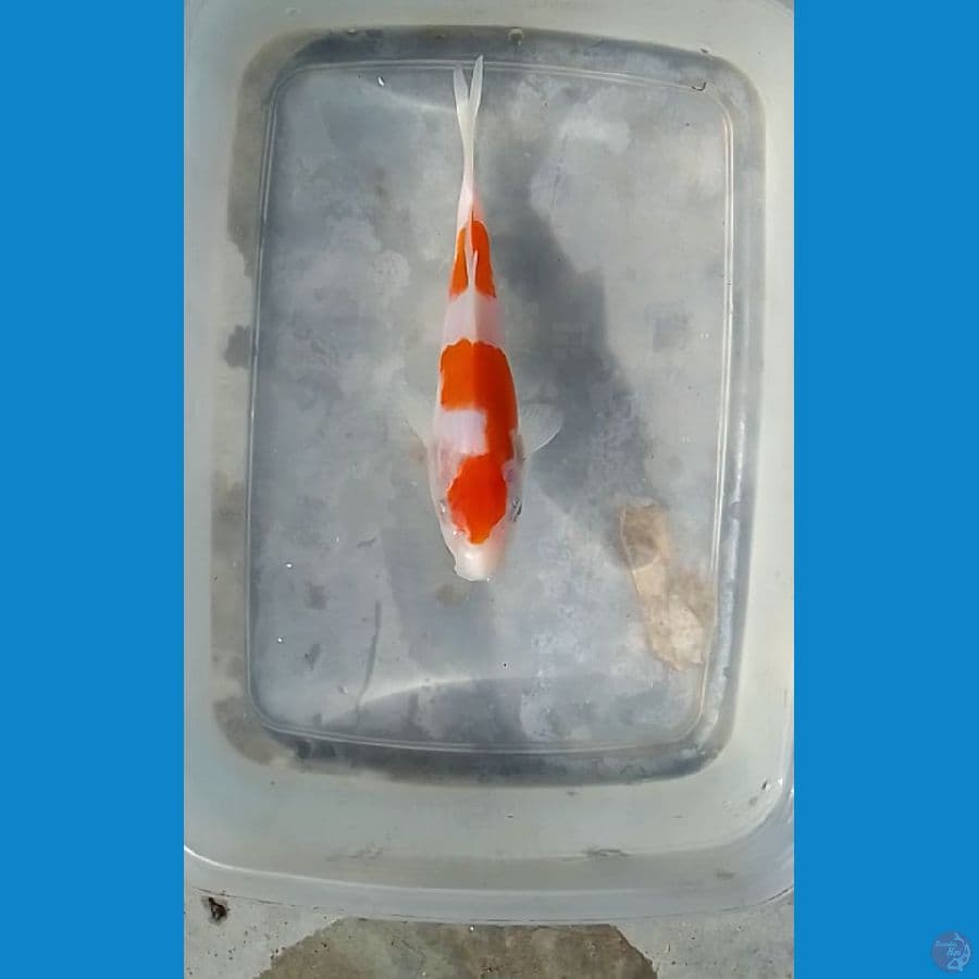 13cm ori