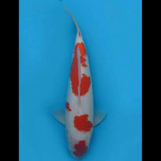 41cm Female - Kohaku Jumbo F1 Putih 