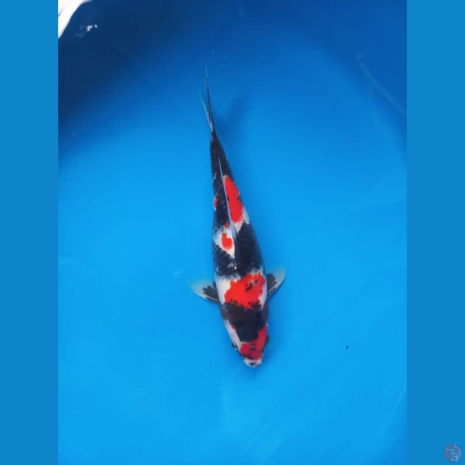 showaa 27cm merah strong 