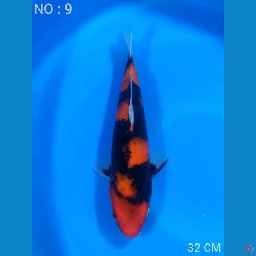 DAINICHI HI UTSURI