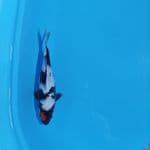 tancho showa 29 cm