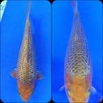 Ginrin Caramel 25cm Betina