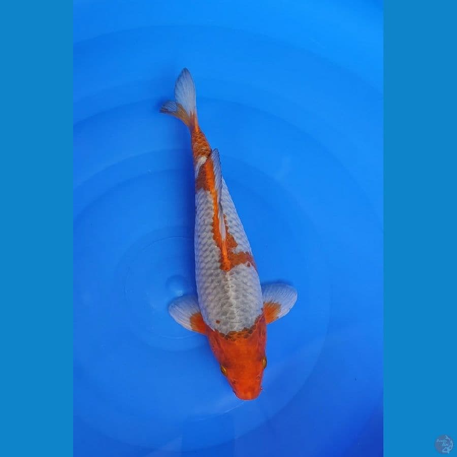 Sabikoyo 30cm Jantan