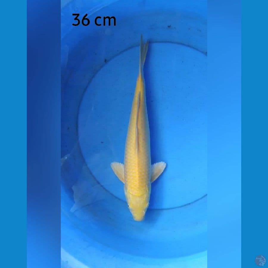 Karashi male mata merah 36 cm
