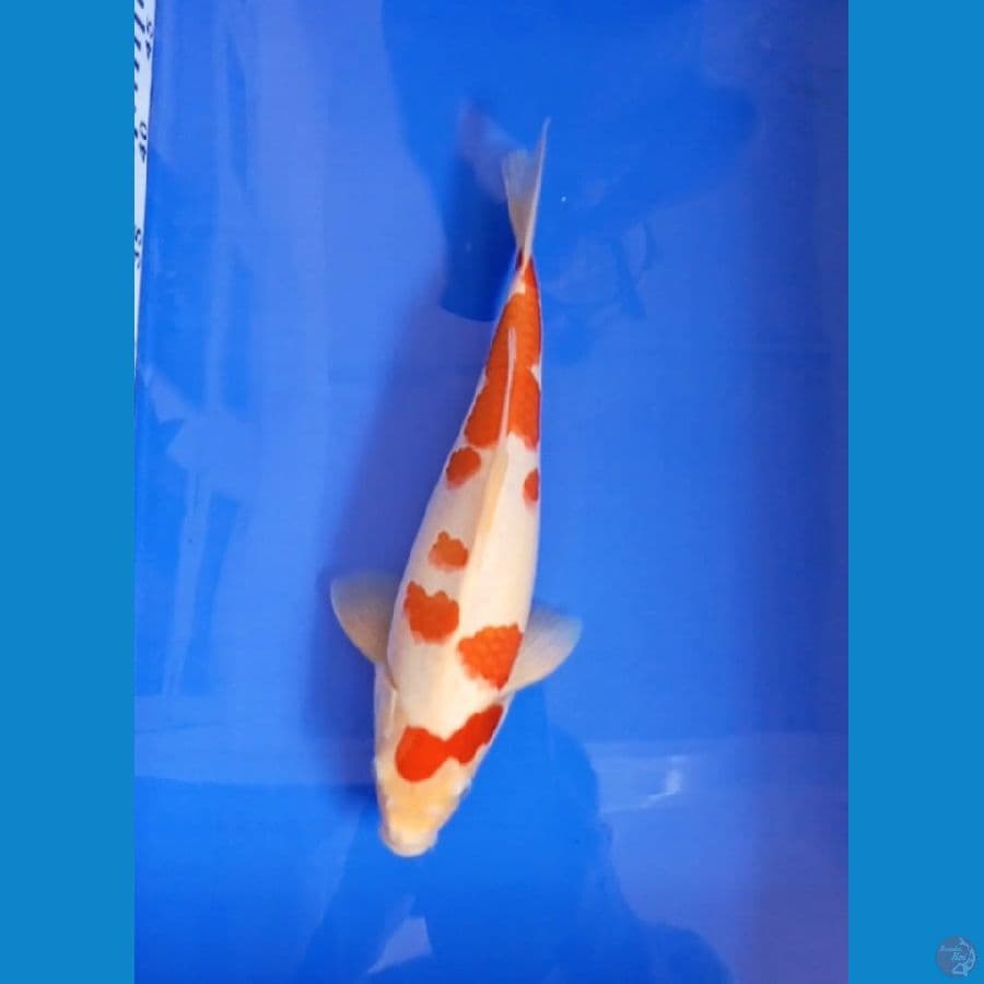 kohaku 31 cm