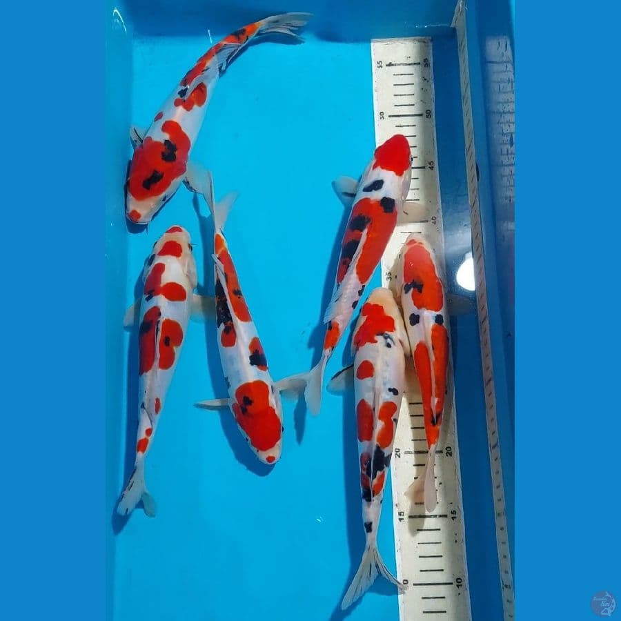 SANKE DOITSU MURNI 25 CM