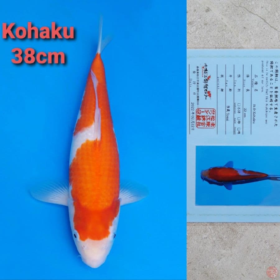 MATSUE KOHAKU 38CM SERTI
