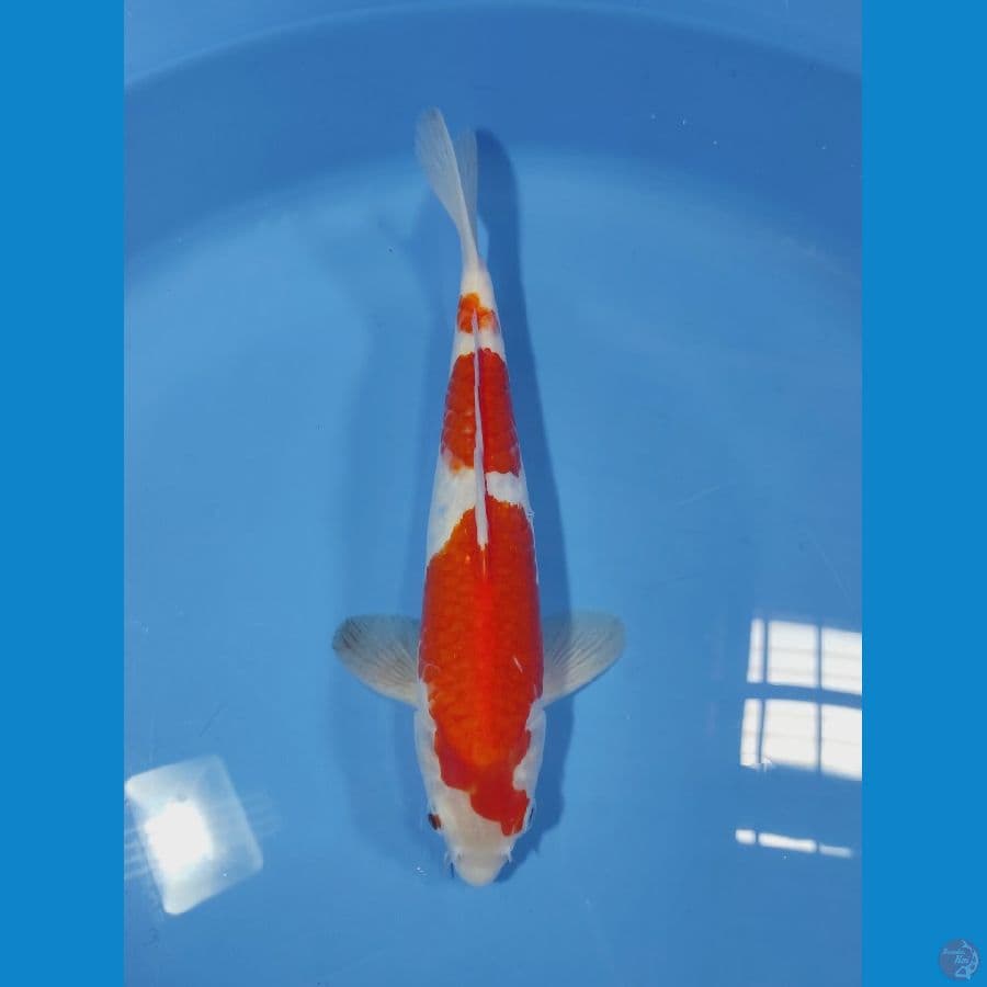SANDAN KOHAKU 30CM