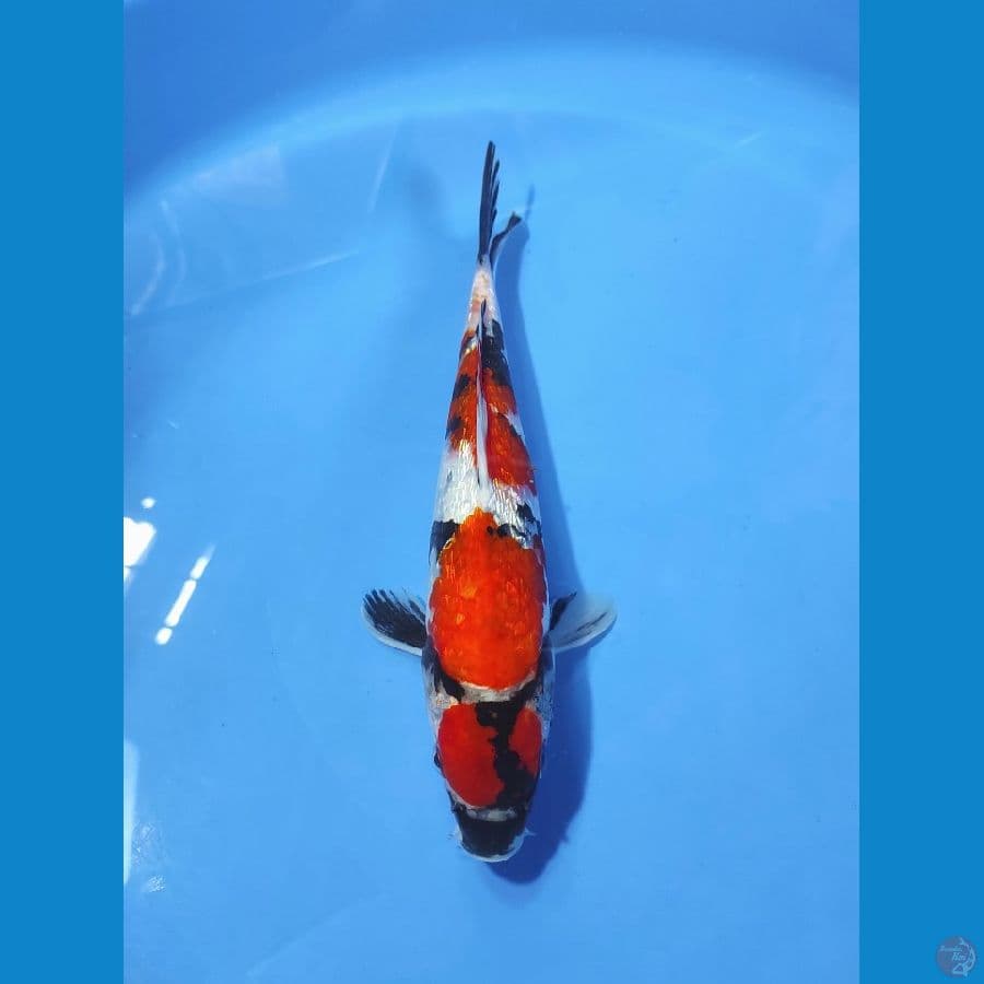 MARUTEN SHOWA FULL GINRIN - 27CM