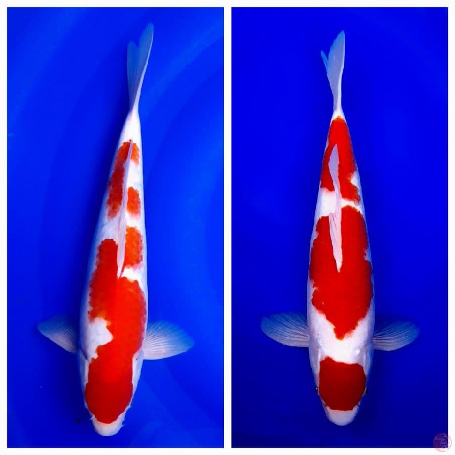 kohaku 34,37cm (semua jantan)