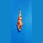 SAKURA KOHAKU 37CM