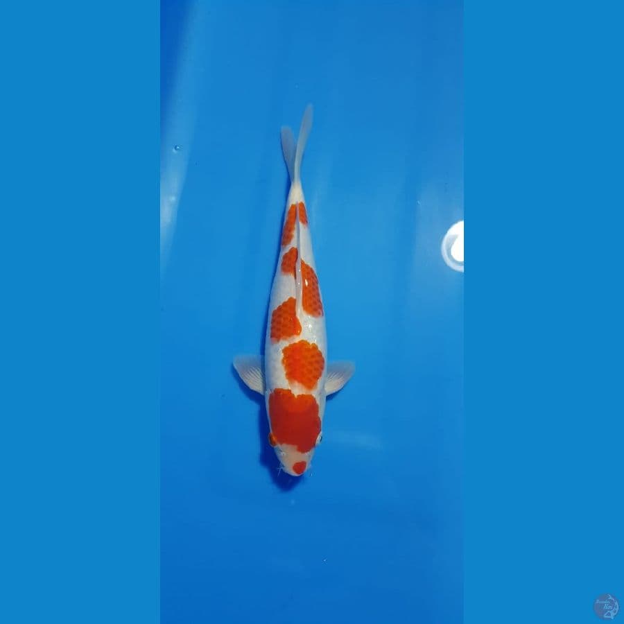 STEP KOHAKU 35CM