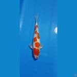 STEP KOHAKU 35CM