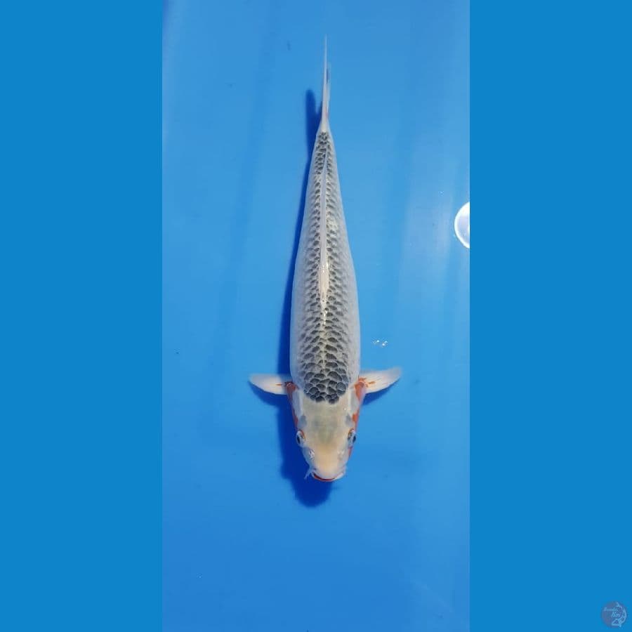 ASAGI 43CM