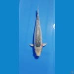 ASAGI 43CM