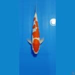 KOHAKU 42CM 