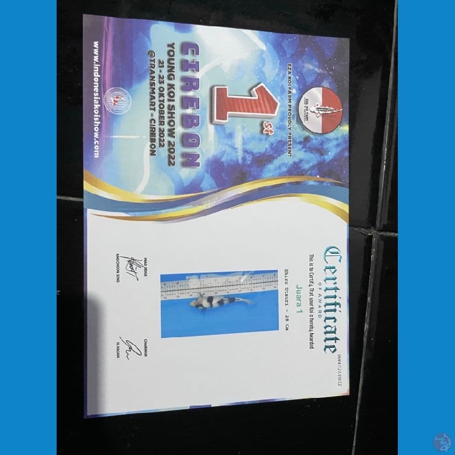 Shiro Utsuri 35BU