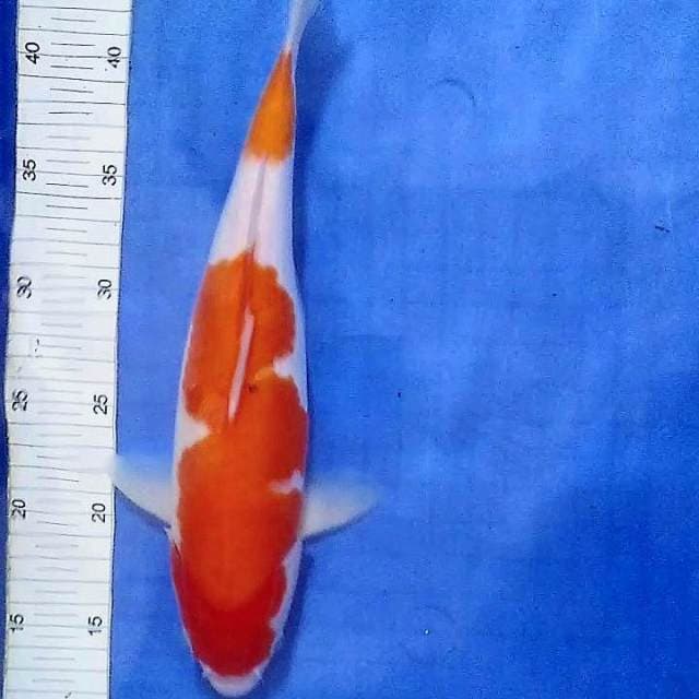 Kohaku 