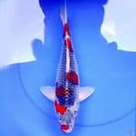 43cm GOSHIKI RACING POLKADOT