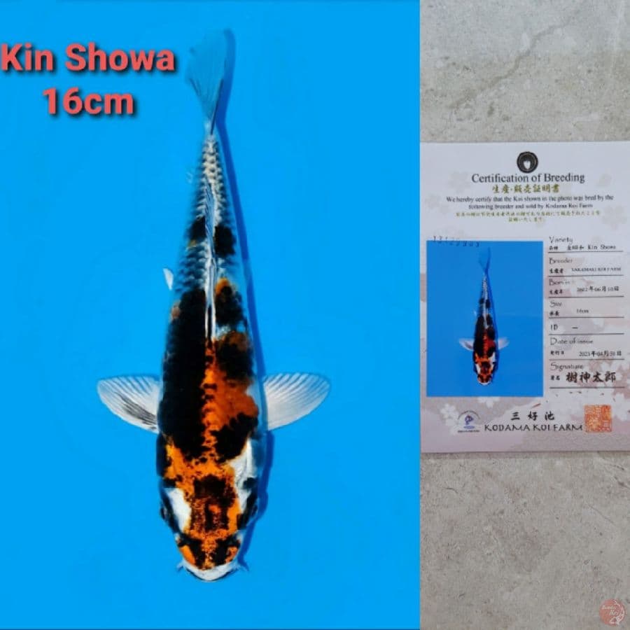 SAKAMAKI KIN SHOWA 16CM SERTI