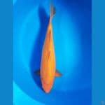 karasi 42cm munuk