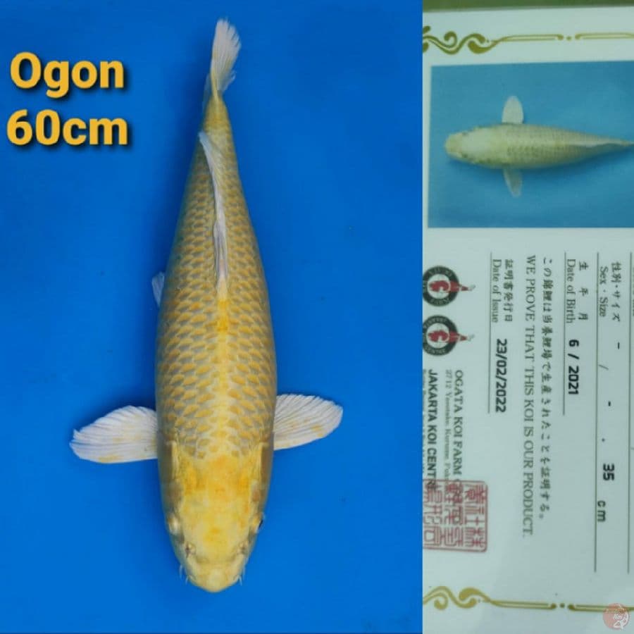 OGATA YAMABUKI OGON 60CM SERTI
