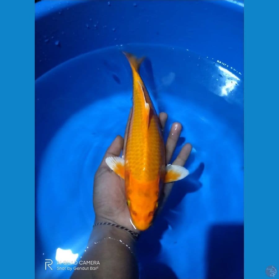 orenji 30cm