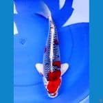 42cm KUJAKU MERAH MERONA
