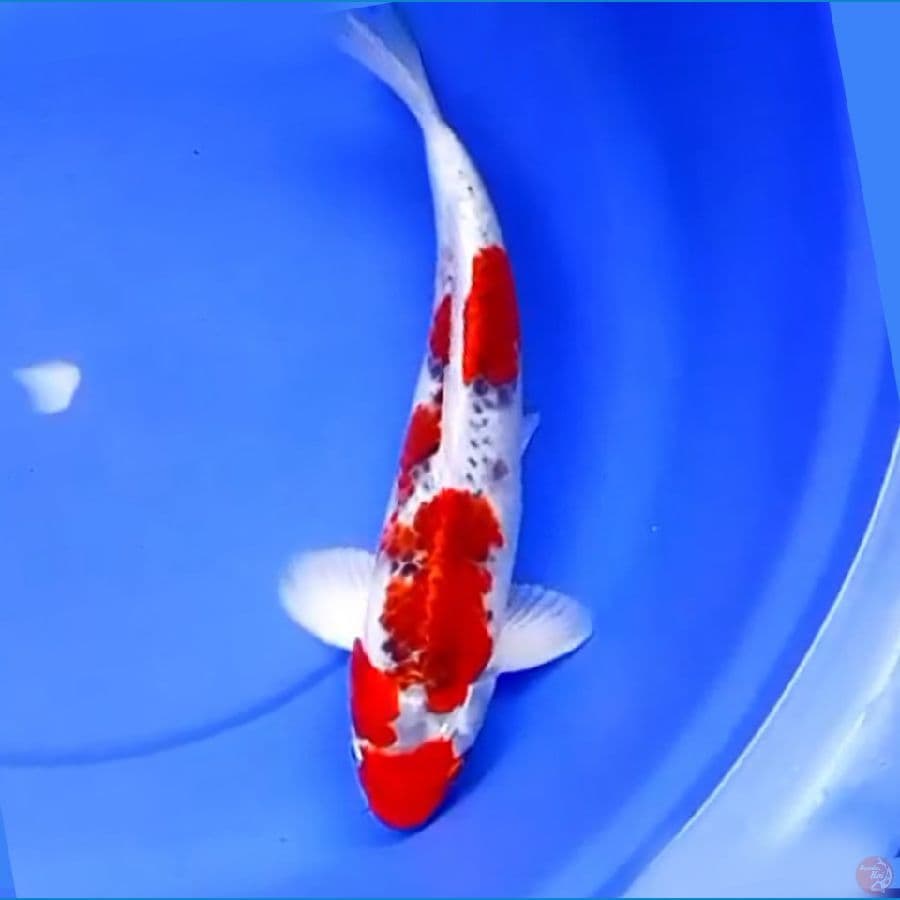 38cm KUJAKU POLA BAGUS