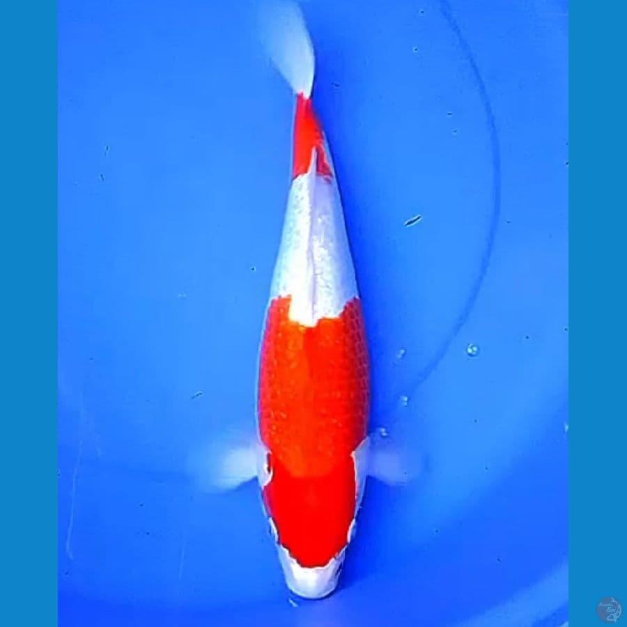 38cm KOHAKU GINRIN FULL