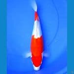38cm KOHAKU GINRIN FULL