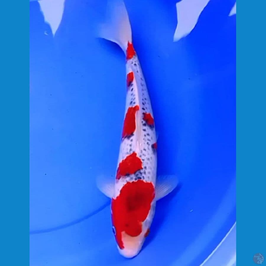 41cm SAKURA GOSHIKI APIK