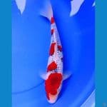 41cm SAKURA GOSHIKI APIK