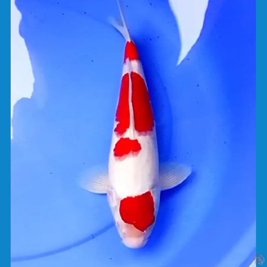 37cm MARUTEN KOHAKU HQ